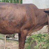 तङ्ग्रँदै पाल्पाको पर्यटन क्षेत्र