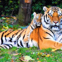 वरिष्ठ अधिवक्ता त्रिपाठीमाथि कुटपिट गर्ने थप एक पक्राउ