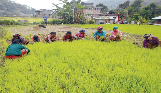 वातावरण प्रदूषण र सवारी दुर्घटनाको जोखिम : कार्यदलले काम गर्न सकेन