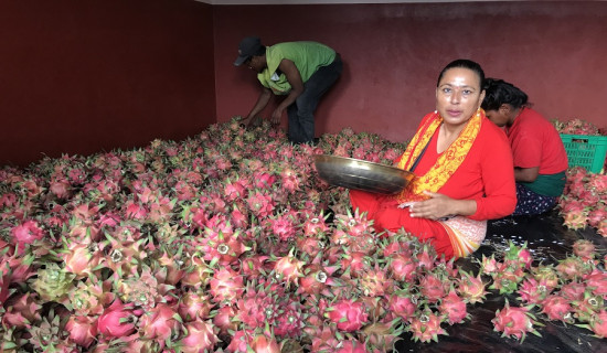 विषादीबिनै ड्रागन उत्पादन गर्नुहुँदै गौली