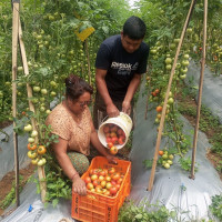 धानको उत्पादन वृद्धिका लागि जैविक विविधताको संवर्द्धन