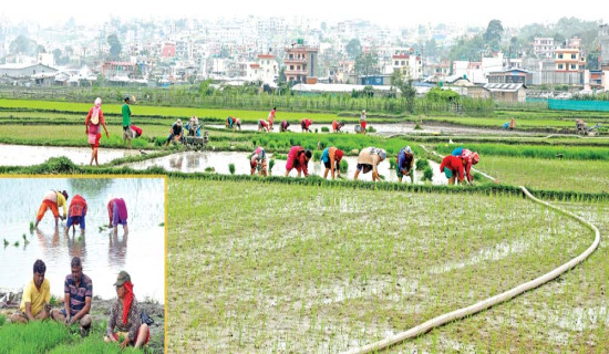 धानको उत्पादन वृद्धिका लागि जैविक विविधताको संवर्द्धन