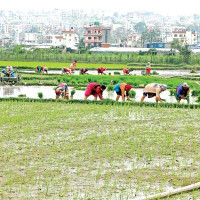चार महिनापछि सिंहदरबार वैद्यखानामा औषधि उत्पादन