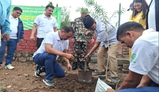 जाजरकोटमा सुन्तला उत्पादन बढ्यो