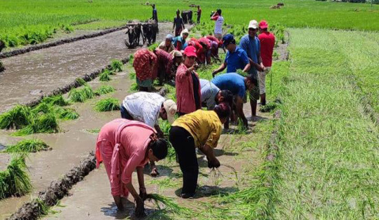 थारु समुदाय उत्थान विशेष कार्यक्रम सञ्चालन