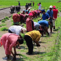 चिया टिप्न हातेमेसिन प्रदान गर्दै सूर्योदय नगरपालिका
