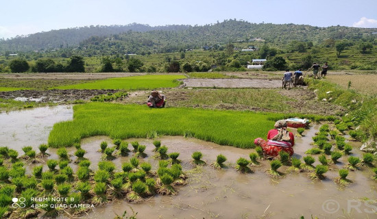 डडेल्धुरामा ६० प्रतिशत रोपाइँ सम्पन्न