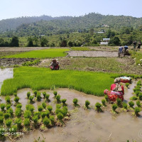 समावेशीकरणको दिशामा नयाँ फड्को : गोरखापत्रद्वारा प्रकाशित ताजपुरिया भाषा