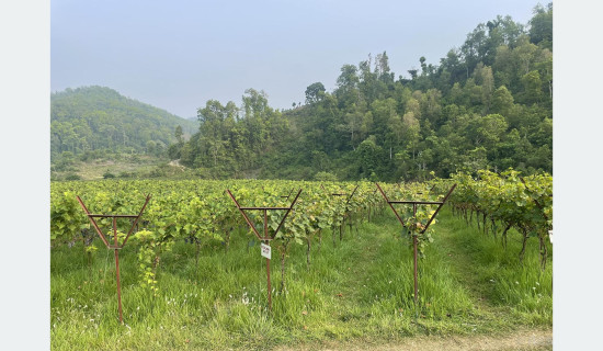 गौरव परियोजना सिक्टा सिँचाइ आयोजना
