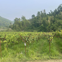 वन्यजन्तुको आक्रमणबाट ८ महिनामा ५ जनाको मृत्यु, ६ जना घाइते