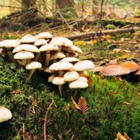 विवाहपछि पत्रकारितामा आएँ : अध्यक्ष शर्मा
