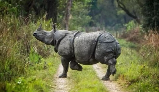 गैँडाको आक्रमणबाट श्रेष्ठ गम्भीर घाइते