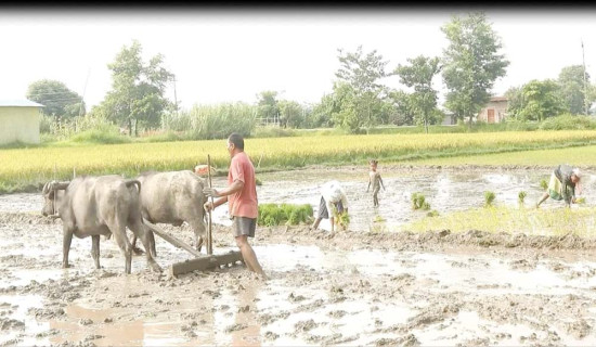 महुरे–फोक्सिङटार सडक कालोपत्रको काम अन्यौलमा