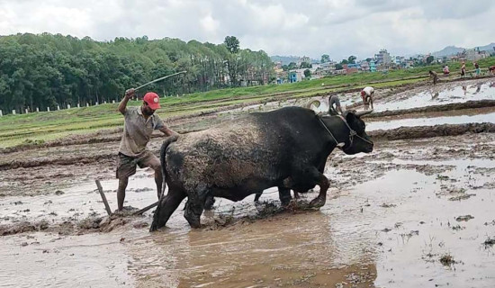 कर्णालीमा उनन्चालिस प्रतिशत रोपाइँ