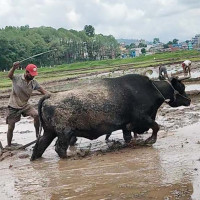 महुरे–फोक्सिङटार सडक कालोपत्रको काम अन्यौलमा
