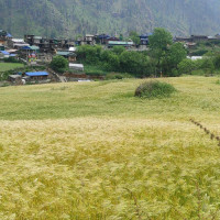 कुकुर तिहार : सहरमा रहर, गाउँमा गोठालाका भर