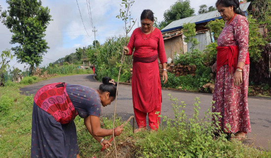 रामकोट सडकमा रुखसँगै उम्रिएको आशा