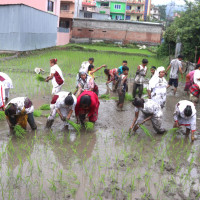 खेतबारीमा हालिँदैन प्राङ्गारिक मल, भकारी अट्ने फल्दैन अन्न