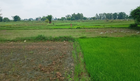 छैन रासायनिक मल