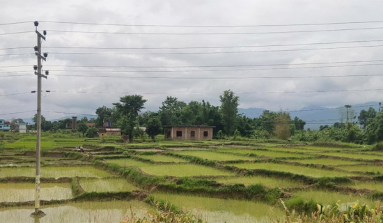 दाङमा ३० प्रतिशत धान रोपाइँ