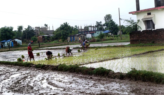 बझाङमा एमालेका भण्डारी विजयी