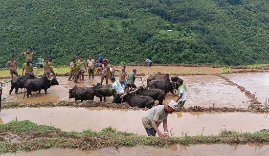 धान रोप्दै, दिवस मनाउँदै  (फोटो फिचर)