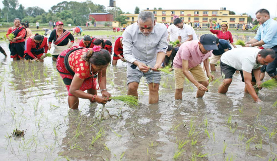 धान रोपाइँ बिस प्रतिशत