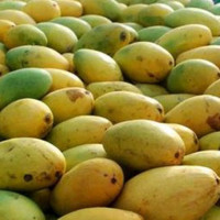 कान्छीमाया मार्ने बघिनी नियन्त्रणमा