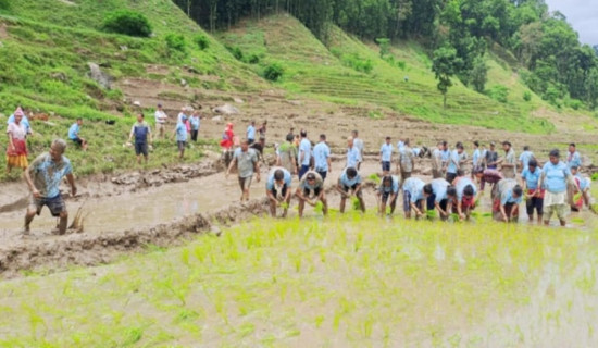 दैलेखमा ३४ प्रतिशत रोपाइँ सकियो