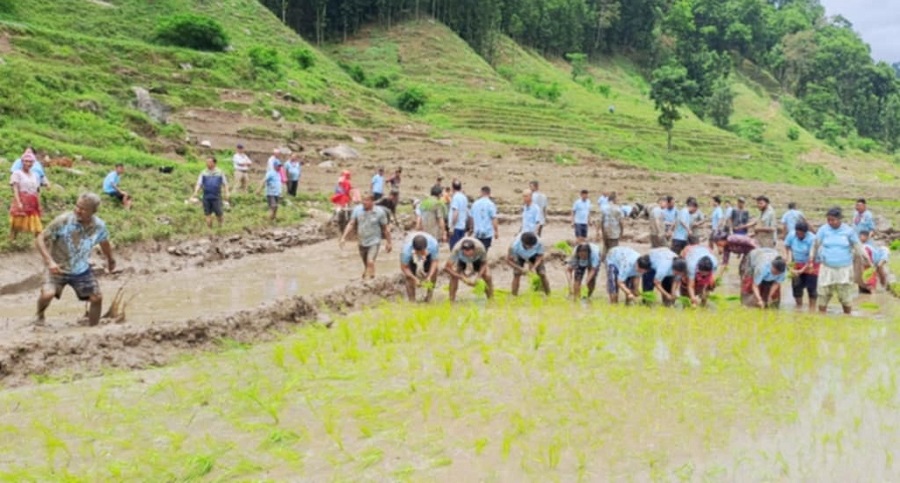 दैलेखमा ३४ प्रतिशत रोपाइँ सकियो