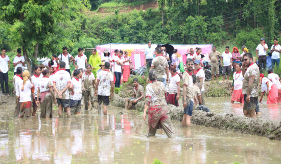 गोरखामा १३ प्रतिशत रोपाइँ सम्पन्न