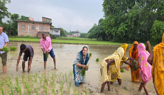 रौतहटमा १६ प्रतिशत मात्र रोपाइँ