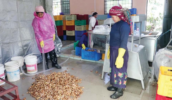 चौध टन प्रशोधित अदुवा जर्मनी निर्यात