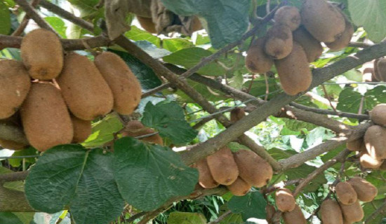 बीउबिजन समयमै किसानसम्म पुर्‍याउन कृषिमन्त्री साहको सुझाव