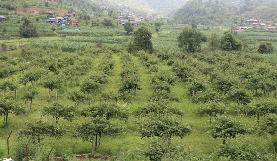 बुटवलमा बिसे नगर्चीको शालिक बन्ने