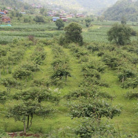 घोडाघोडीले गर्‍यो उत्कृष्ट १२ कृषकलाई सम्मान