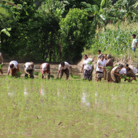 चौध टन प्रशोधित अदुवा जर्मनी निर्यात