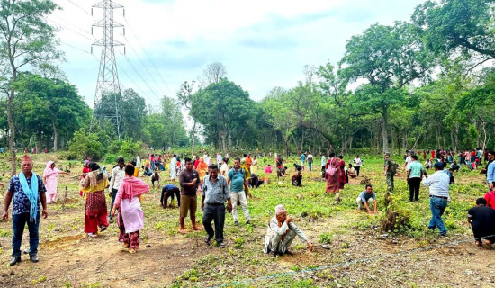 सामुदायिक वनमा रोपिए आठ हजार बिरुवा