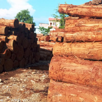 एकै दिन बने १२ सय ५० जना अल्पकालीन भिक्षु