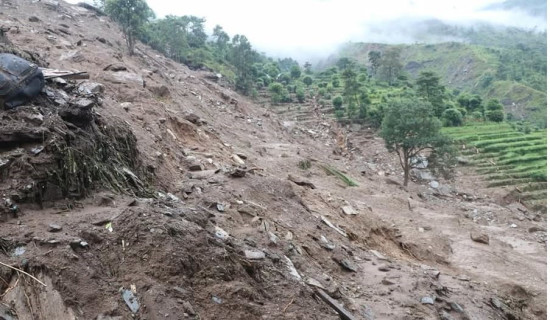 पहिरोमा १३ भेडा पुरिए