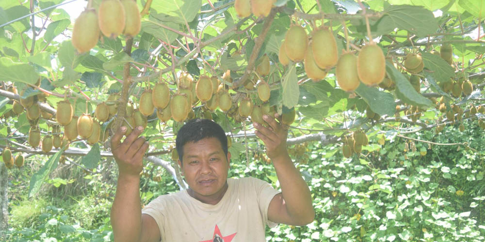 किवीखेतीबाट गाउँमै भविष्य खोज्दै युवा