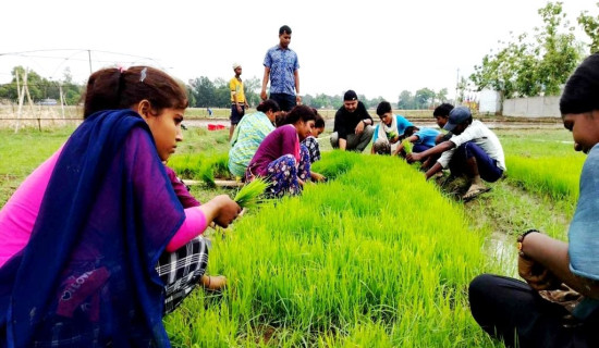 कफी खेतीबाट विस्थापित हुँदै किसान