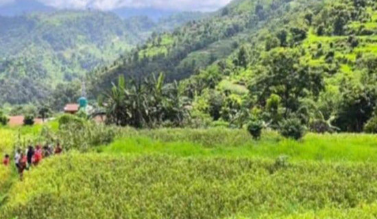 बाँदरको समस्याको विकल्पमा कागुनोखेती