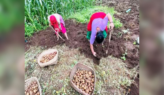 उमाकुण्डका किसानलाई आलु खन्न भ्याइनभ्याइ