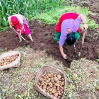 राष्ट्रिय अर्थतन्त्रमा कर्णालीको योगदान न्यून