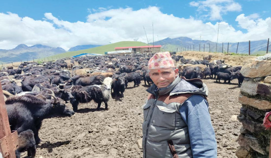 मौरेलेकलाई चौँरीको स्रोतकेन्द्र बनाइने