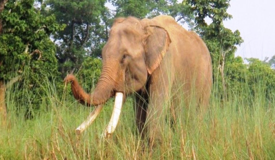 हात्तीको आक्रमणबाट एक जनाको मृत्यु