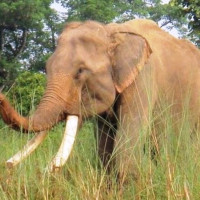 आलु खेतीबाटै लाखौँ आर्जन गर्ने रेसम खड्का