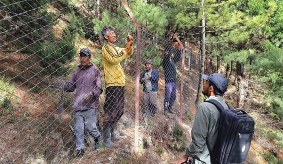 मुस्ताङमा खेती जोगाउन पहिलोपटक विद्युतीय तारबार
