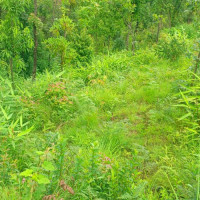 नगरकोटको सीमा समस्या सुल्झाउन चार स्थानीय तहको तयारी
